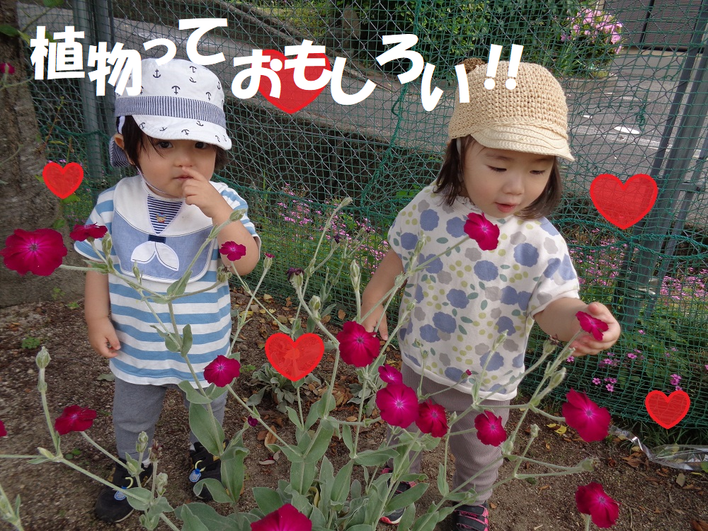 植物っておもしろい!!