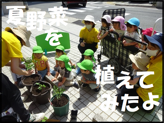 夏野菜を植えてみたよ