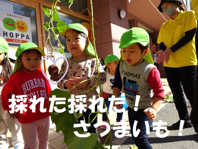 【動画あり】採れた採れた！さつまいも！