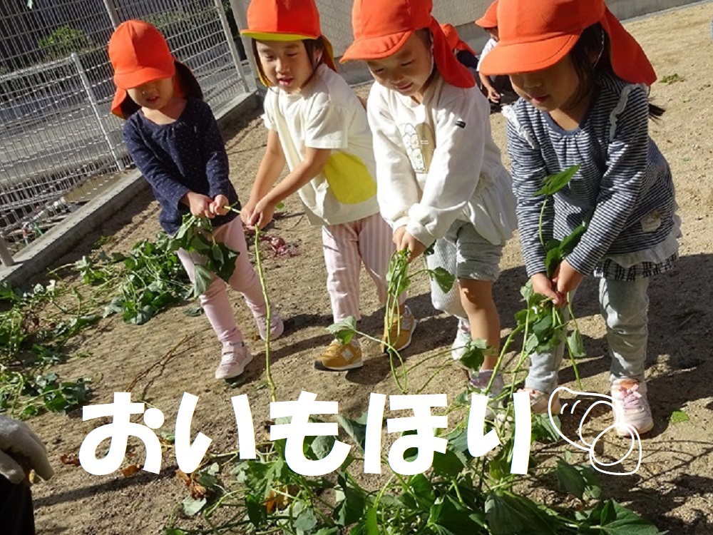 【動画あり】おいもほり