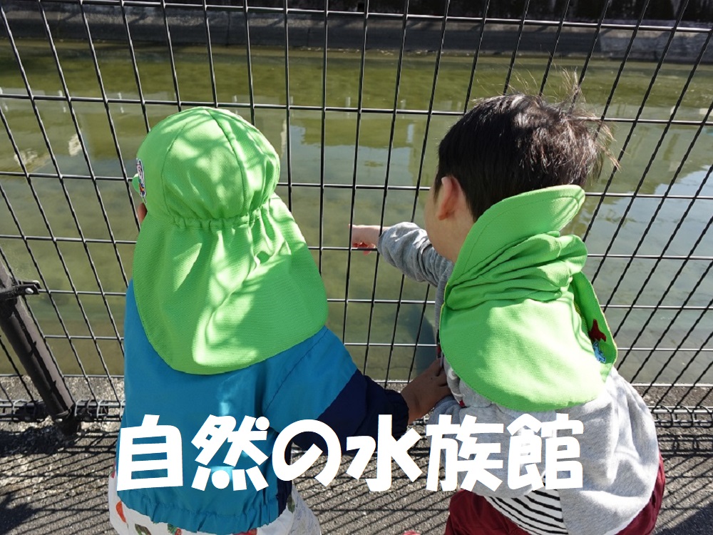 【動画あり】自然の水族館