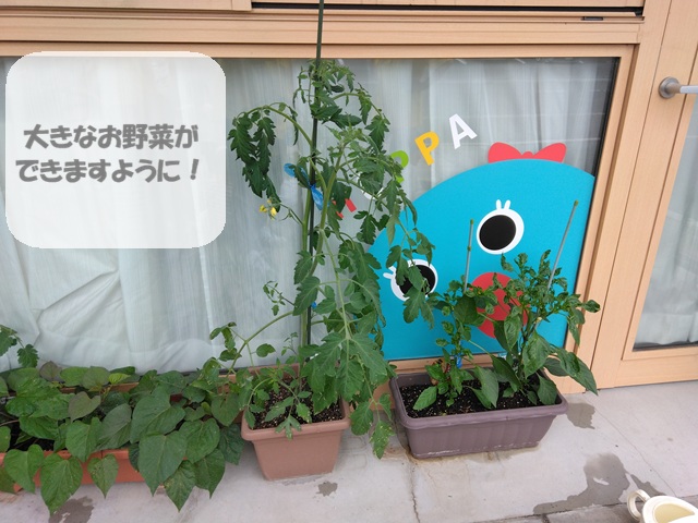 シリウス組さん、お野菜育ててます！🍅【HOPPA川内園】