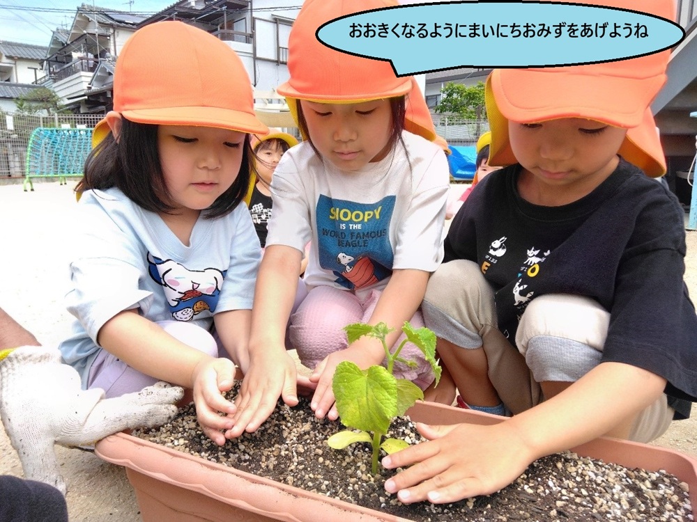 たくさんの苗を植えたよ！