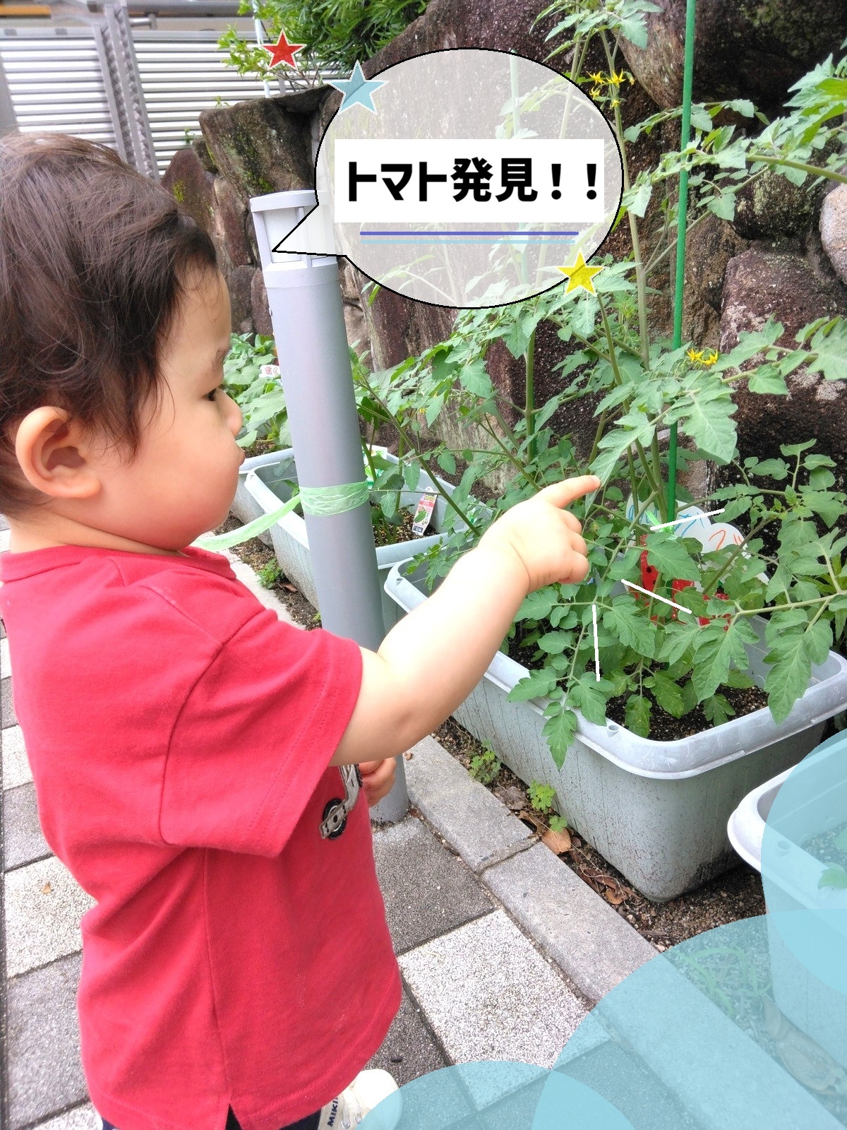 太陽をいっぱい浴びた夏野菜を収穫しました🍅【HOPPAmycketにしはら】
