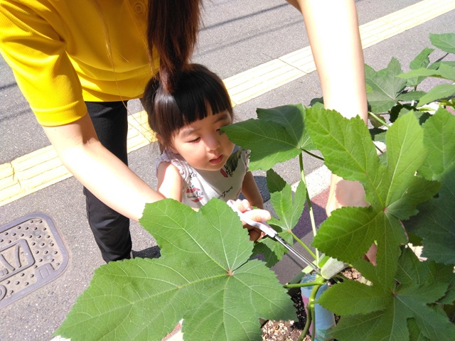 作るって、育てるって素敵だな【HOPPA宝町園】